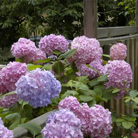 Die Hortensie im Garten – durstige Schönheit mit Charakter