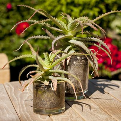 Ab an die frische Luft – Sommerurlaub für Zimmerpflanzen