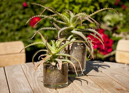 Ab an die frische Luft – Sommerurlaub für Zimmerpflanzen Ab an die frische Luft – Sommerurlaub für Zimmerpflanzen