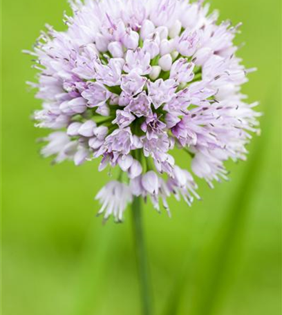 Allium – pflegeleichter Zierlauch als Gartenschmuck