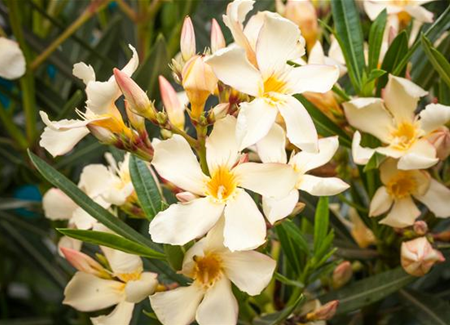 Oleander – Blütenpracht bei richtiger Pflege Oleander – Blütenpracht bei richtiger Pflege