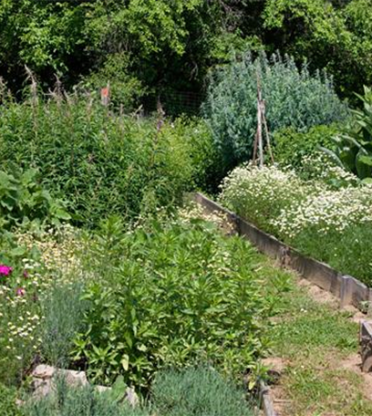 Kochen mit Kräutern aus dem Garten