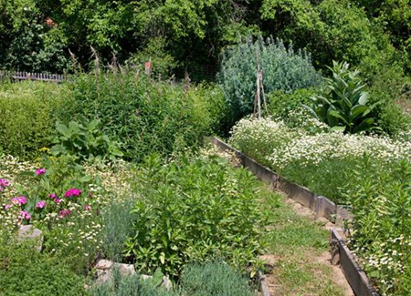 Kochen mit Kräutern aus dem Garten Kochen mit Kräutern aus dem Garten