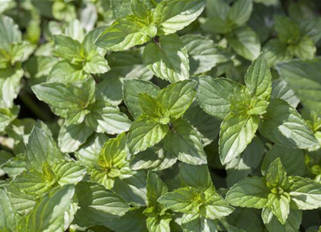 Minze und Pfefferminze – der kleine aber feine Unterschied Minze und Pfefferminze – der kleine aber feine Unterschied