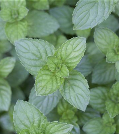 Minze und Pfefferminze – der kleine aber feine Unterschied