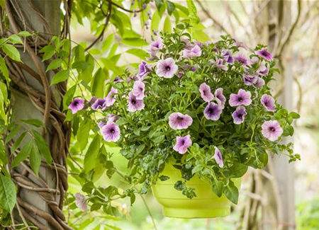 Urban Gardening trifft Upcycling – Blumenampeln aus einem Küchensieb Urban Gardening trifft Upcycling – Blumenampeln aus einem Küchensieb