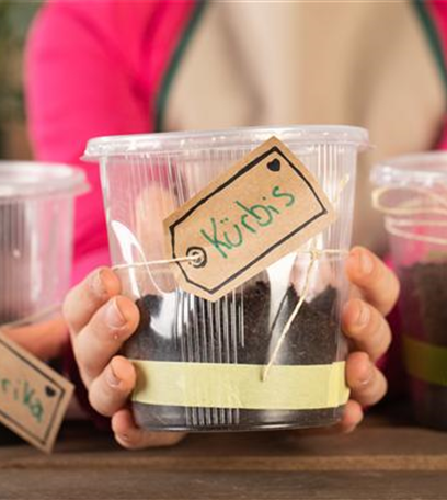 Mini-Gewächshaus – mit Plastik etwas Gutes tun