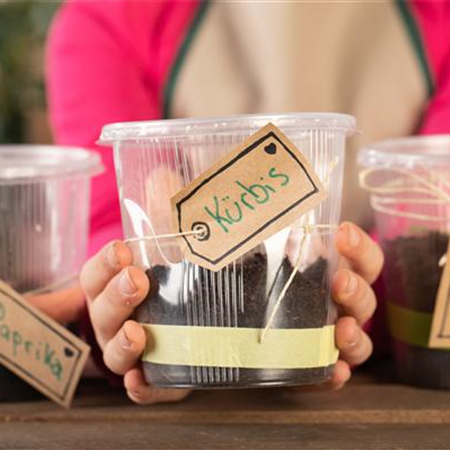 Mini-Gewächshaus – mit Plastik etwas Gutes tun