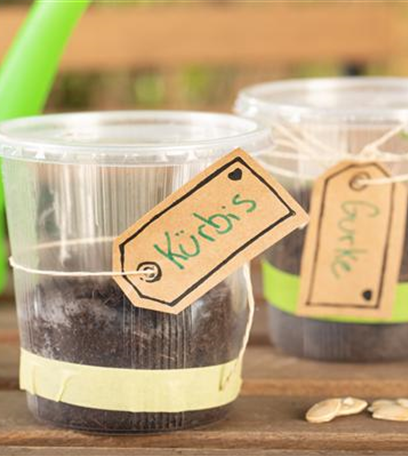 Mini-Gewächshaus – mit Plastik etwas Gutes tun