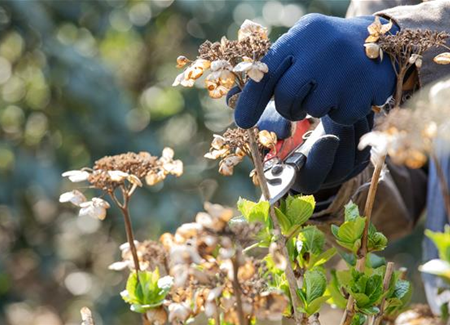 Alte Blütenstände machen Platz für neue Blüten Alte Blütenstände machen Platz für neue Blüten