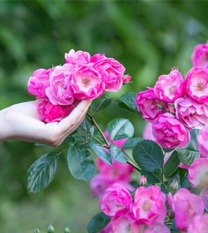 Die Rose – Wellness und Schönheit in einem