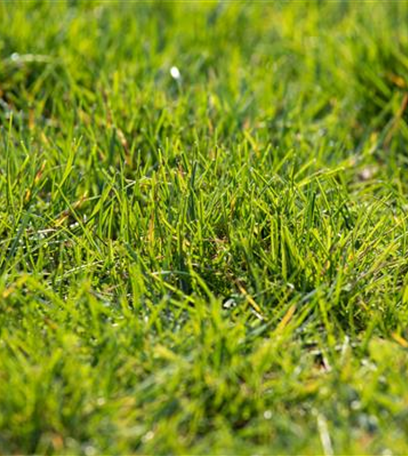 Wasser für den Rasen – Bewässerungssysteme und Tipps