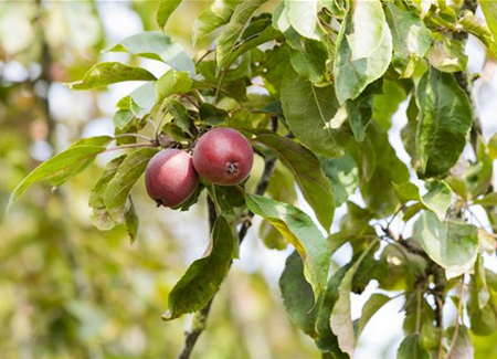 Achtung, fertig, Naschzeit - Die Ernte geht los! Achtung, fertig, Naschzeit - Die Ernte geht los!