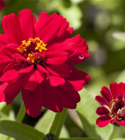 Der goldene Herbst wird bunt: die Top 8 der Herbstblumen