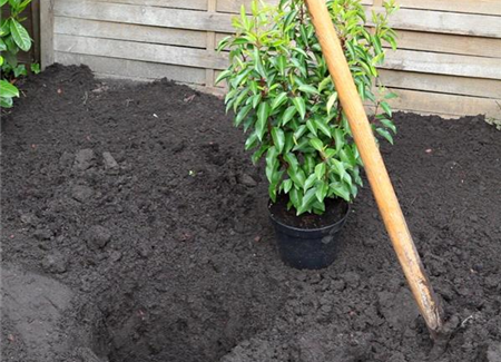 Portugiesische Kirschlorbeer - Einpflanzen im Garten Portugiesische Kirschlorbeer - Einpflanzen im Garten