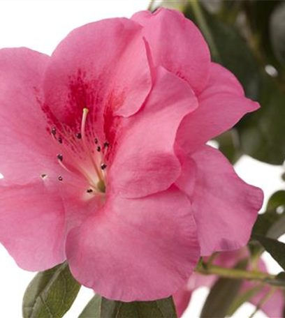 Die Zimmerazalee - Schönheit aus Fernost