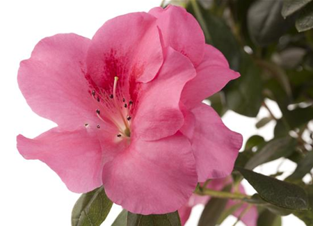 Die Zimmerazalee - Schönheit aus Fernost  Die Zimmerazalee - Schönheit aus Fernost