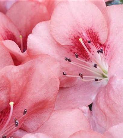 Die Zimmerazalee - Schönheit aus Fernost