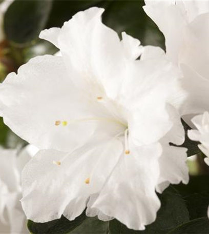 Die Zimmerazalee - Schönheit aus Fernost