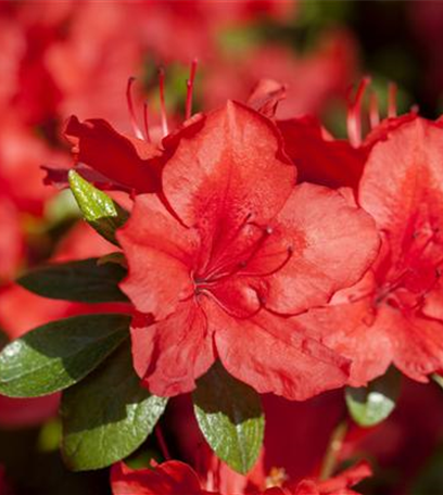 Die Zimmerazalee - Schönheit aus Fernost