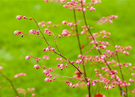 Das Purpurglöckchen – Zarte und filigrane Schönheit Das Purpurglöckchen – Zarte und filigrane Schönheit