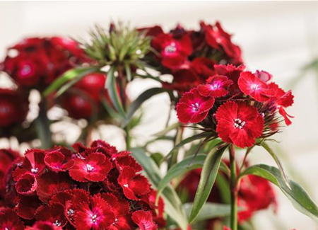 Die Bartnelke – die robuste Schönheit vom Lande Die Bartnelke – die robuste Schönheit vom Lande