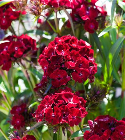 Die Bartnelke – die robuste Schönheit vom Lande