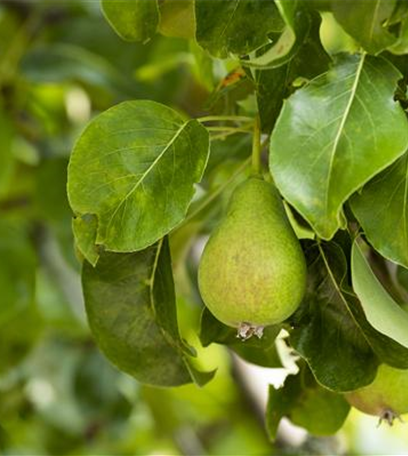 Obstbäume brauchen Sommerschnitt für die optimale Ernte