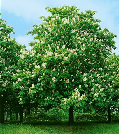 Rund um die Kastanie 