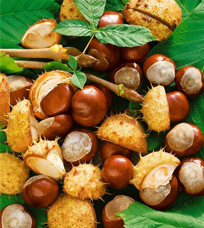 Rund um die Kastanie 