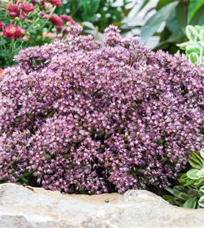 Die Fetthenne – Gärtnern light