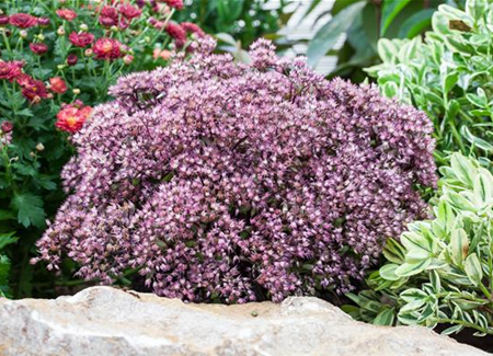 Die Fetthenne – Gärtnern light Die Fetthenne – Gärtnern light