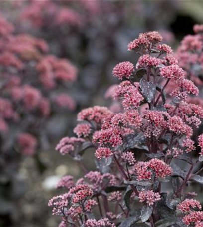 Die Fetthenne – Gärtnern light