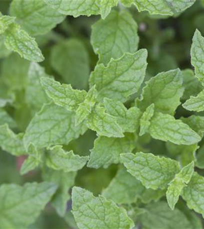 Die Erdbeer-Minze: zarte Pflanze, viel Aroma
