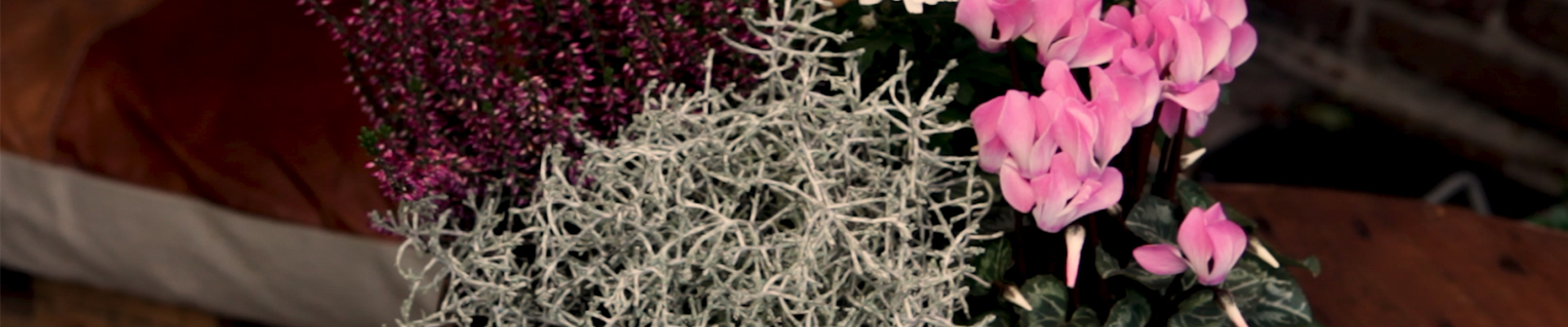 Blumenkübel - Herbstlich - Alle Pflanzen