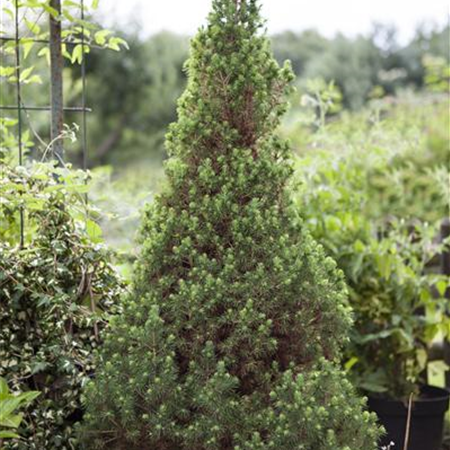 Die Zuckerhutfichte, eine Konifere voller Harmonie Die Zuckerhutfichte, eine Konifere voller Harmonie
