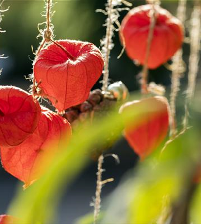 Schaurig schöne Tischgirlande aus Physalis