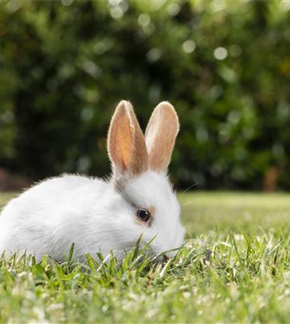 Rollrasen – schnell und unkompliziert?