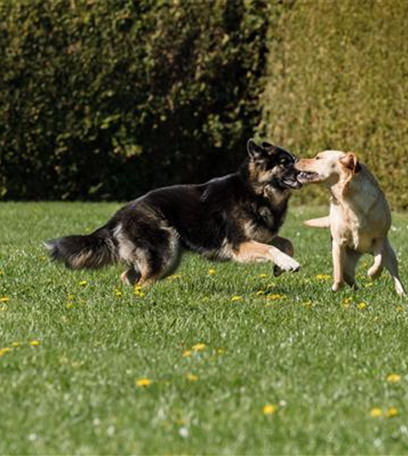 Rollrasen – schnell und unkompliziert?