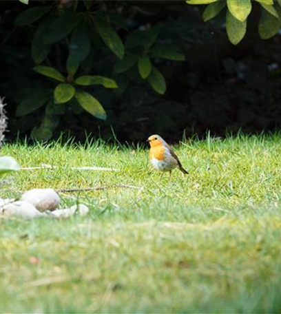 Rollrasen – schnell und unkompliziert?