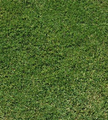 Der Rasen – von A wie Abenteuerspielplatz bis Z wie Zierrasen