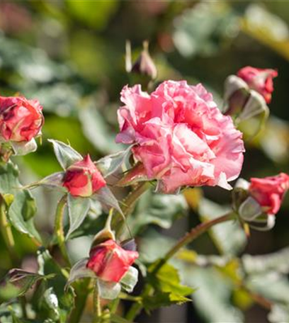 Die Rose – die Königin der Pflanzen für Balkon und Terrasse
