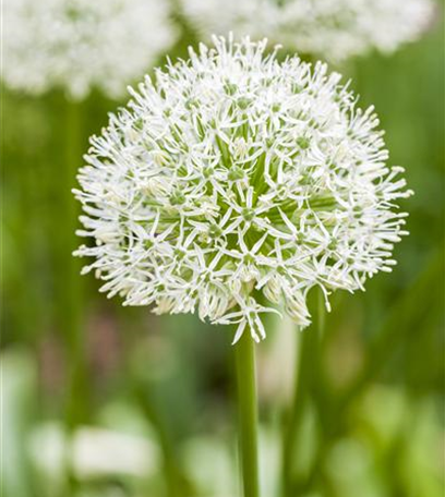 Allium – eleganter Zierlauch
