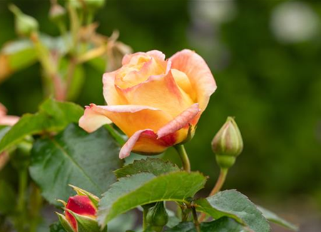 Rezepte mit Rosen Rezepte mit Rosen
