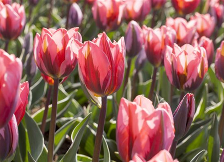 Zwiebeln und Co. Zwiebeln und Co.