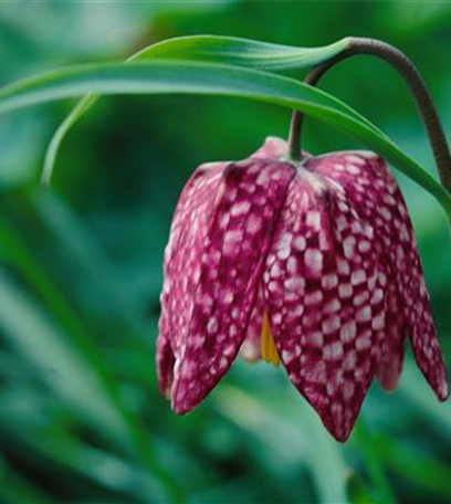 Schachbrettblume im eigenen Garten