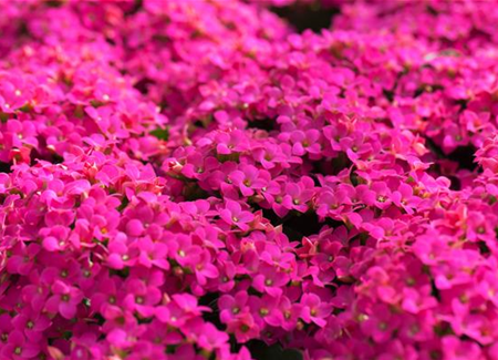 Feuer und Pflanze - Das Flammende Käthchen Feuer und Pflanze - Das Flammende Käthchen