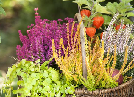 Ab in die Kiste! Herbstliche Deko mit Besenheide Ab in die Kiste! Herbstliche Deko mit Besenheide