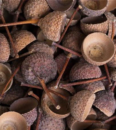 Orientalisches Flair trifft auf Heide