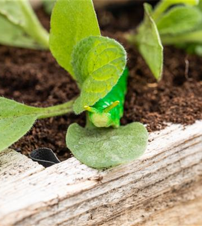 Hoch hinaus! Ein Hochbeet für Gemüse und Co.